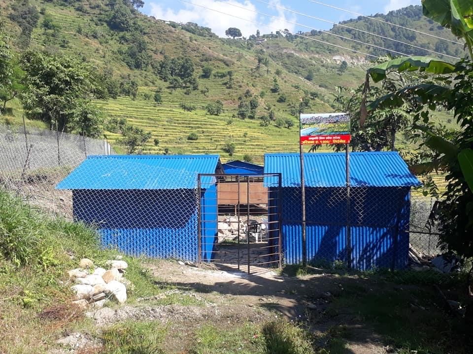बारपाक सुलिकोटमा व्यवसायिक बोयर बाख्रा पालन सुरु