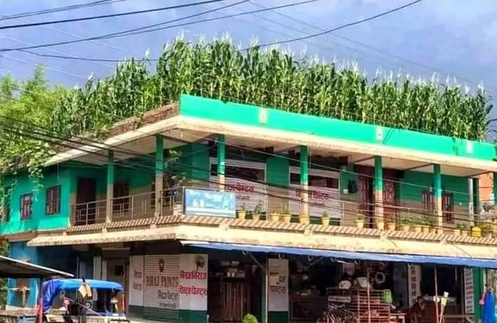 झापामा घरको छतमा मकै खेती!!!!!!