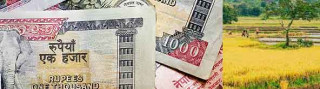 ९ सय ९३ कृषकले चैते धान प्रोत्साहन अनुदान पाउने