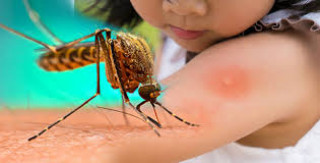 गोरखा नगरपालिका र शहिद लखन तथा सिरानचोक गाँउपालिका   ८ जनामा डेंगु संक्रमण