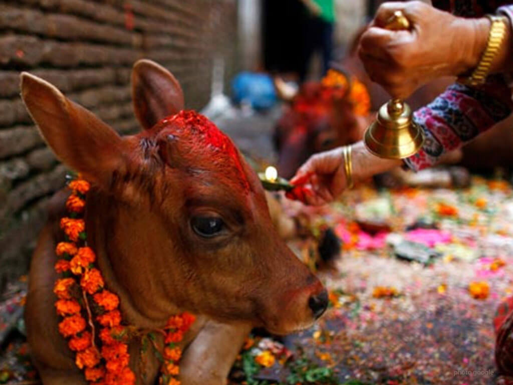 औँसीकाे दिनमा राष्ट्रपति रामचन्द्र पौडेलले  गरे  गाईको पूजा