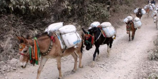 गोरखामा खच्चडबाट  चामल  ढुवानी, चामलको मूल्य प्रतिकिलो कति रूपैयाँ पर्छ  ?
