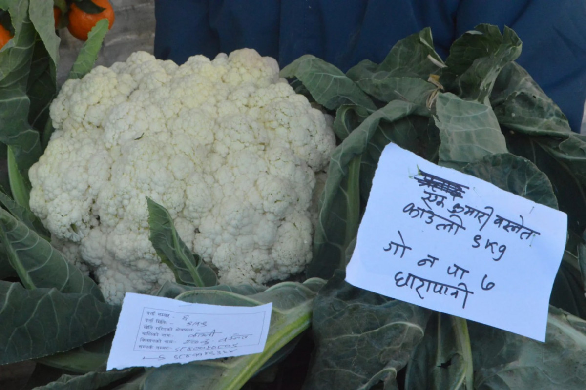 गोरखा काँडाघारीस्थित धारापानीका  बस्नेतको बारीमा एउटै बोटमा नौ किलोको काउली