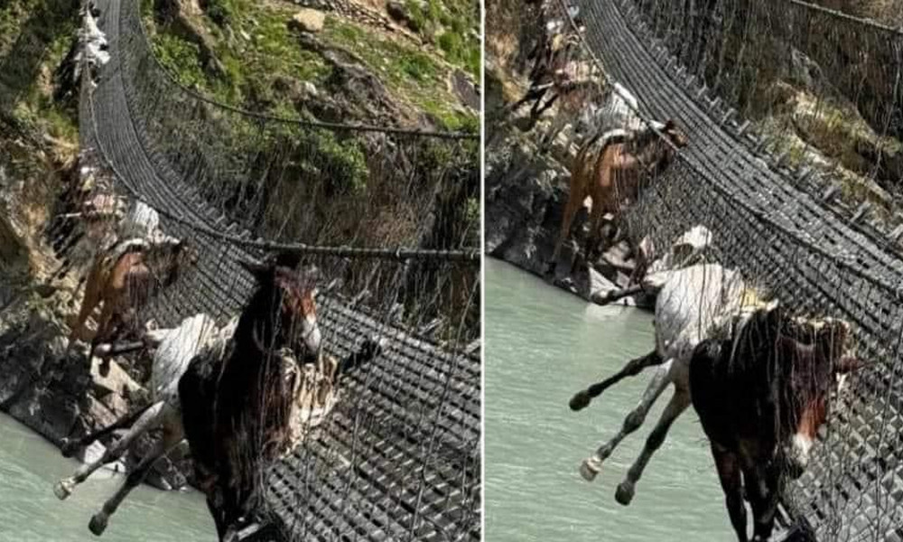 झोलुंगे पुलको लठ्ठा चुँडिदा १३ वटा खच्चड पुलमै अलपत्र