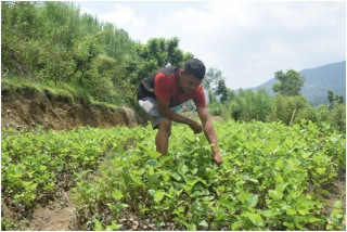   गुल्मीको मदानेमा  घाँसखेतीबाट  मनग्य आम्दानी लिँदै  गोपाल खत्री