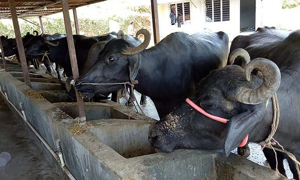 पूर्वी चितवनको रत्ननगरमा  ३० जना किसानलाई भैँसी वितरण 