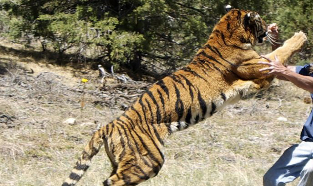 चितवनमा बाघको आक्रमणबाट ६० बर्षीय श्रेष्ठ घाइते 