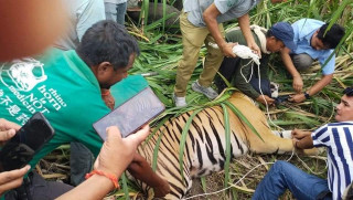  नदी किनारबाट नियन्त्रणमा लिइएको बाघलाई निकुञ्जमा छाडियो