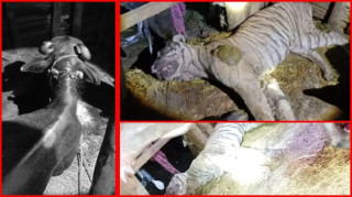 भैँसीलाई आक्रमण गर्ने खोज्दा बाघको मृत्यु 