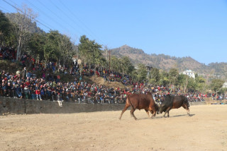 गोरखा शहिद लखनको घैरुङमा ९ हल गोरु जुधाइ 
