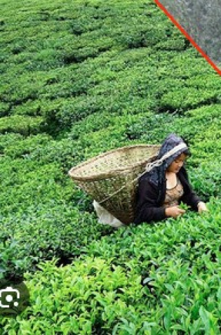 मेची भन्सार कार्यालयबाट चालु आर्थिक वर्ष २०८१र८२ मा दुई अर्ब ९५ करोड ९० लाख ३७ हजार बराबरको चिया निर्यात 