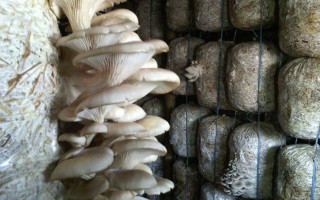 गोरखा सहिद लखन भित्रका सामुदायिक विद्यालयमा च्याउखेती  सुरुआत 