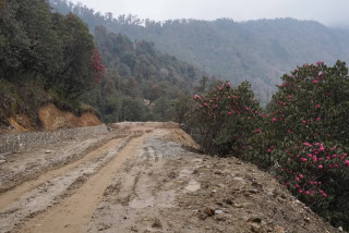 गोरखाको बारपाक-लाप्राक सडक दायाँबायाँ लालिगुराँस,सडक स्तरोन्नतिको  केही (तस्विरहरु)