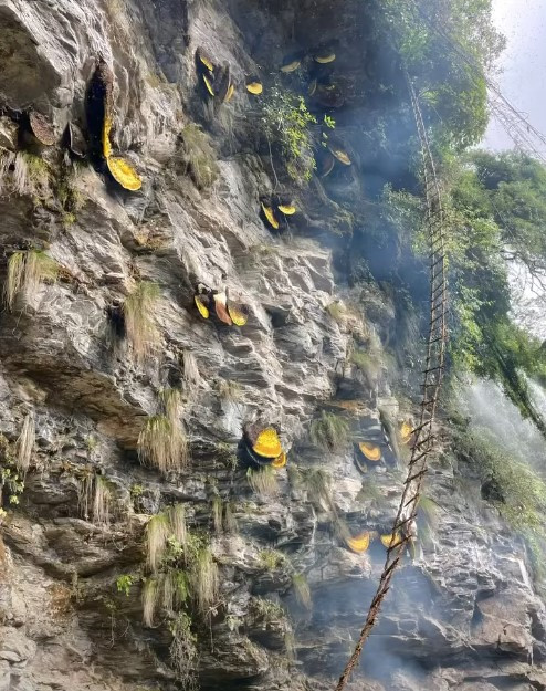  सौरपानीको सिम्बुमा परम्परा र आधुनिक प्रविधिको प्रयोगमा भिर मह काट्ने कार्य सुरु