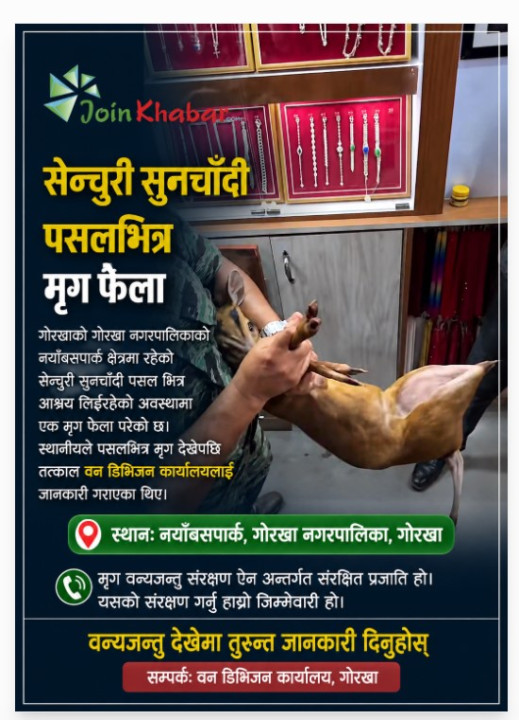 गोरखाको सुनचाँदी पसलमा मृग फेला, वन डिभिजनको टोलीद्वारा सकुशल उद्धार